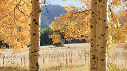 Buffalo Park, Flagstaff area