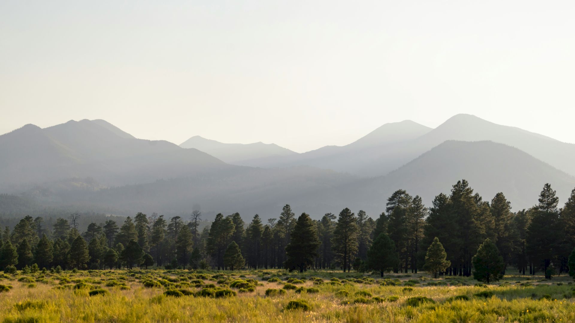 Misty mountain range with pine trees in a grassy valley under a pale, cloudy sky.